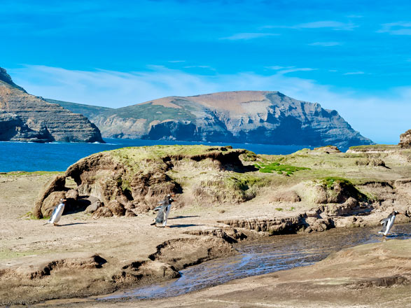 Escale Iles Malouines (Grave Cove)