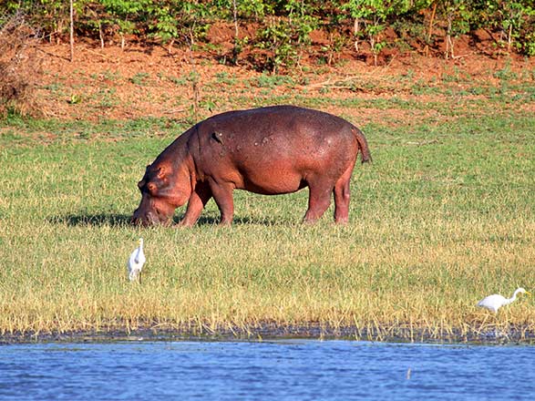 Escale Lac Kariba - Navigation sur les rivières Gache-Gache et Sanyati