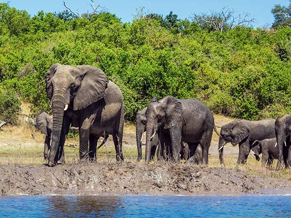 Escale Parc National Chobe