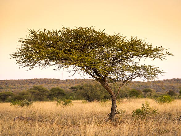 Escale Parc National Chobe