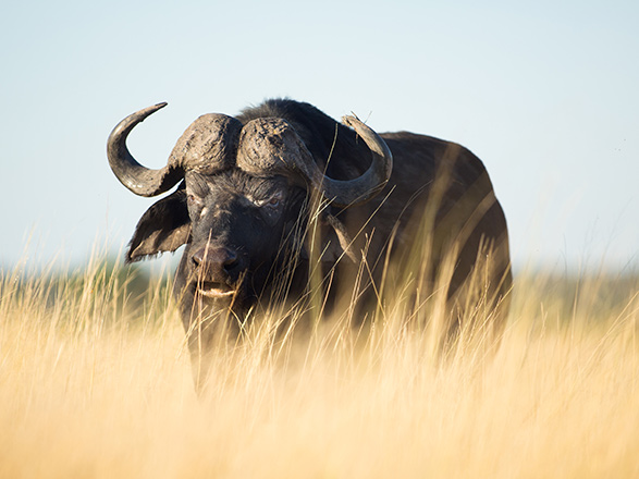 Escale Parc National Chobe