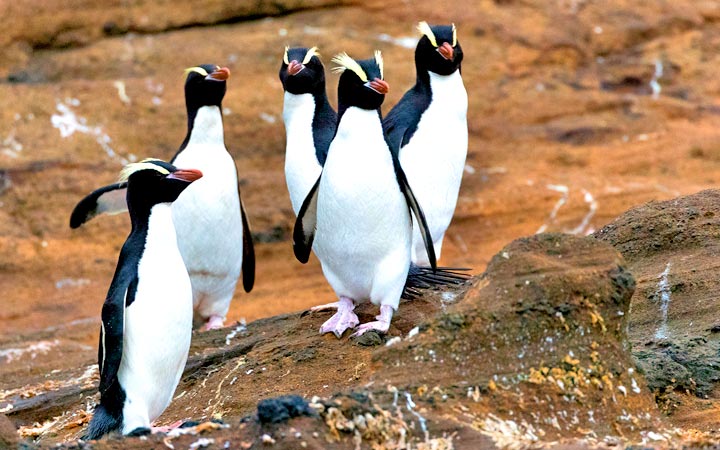 Escale Antipodes Island