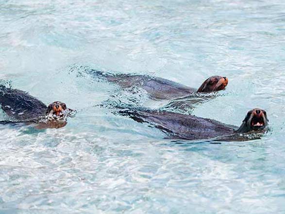Escale Iles Galapagos (Baie Gardner)