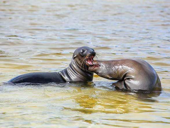Escale Iles Galapagos (Baie Gardner)