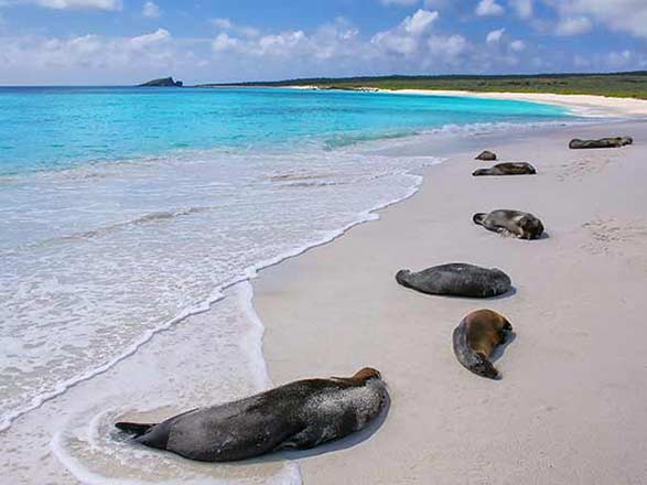 Escale Iles Galapagos (Baie Gardner)