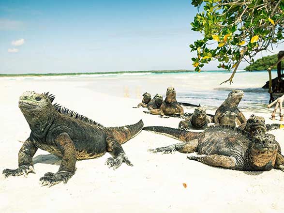 Escale Iles Galapagos (Baie Urvina)