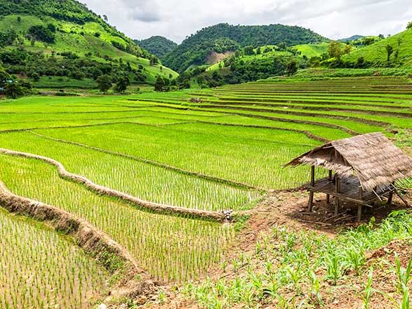 Escale Thaïlande (Chiang Rai)
