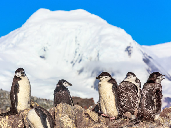 Escale Antarctique (Half Moon Island)