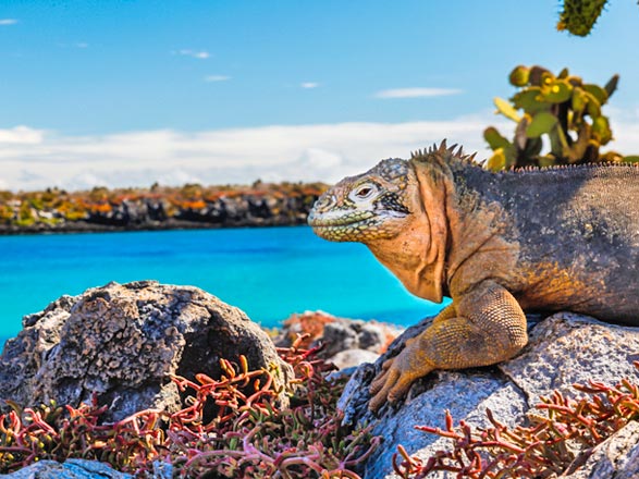 Escale Iles Galapagos (Ile Plaza Sud)
