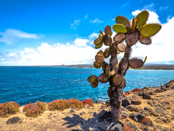 Escale Iles Galapagos (Ile Plaza Sud)