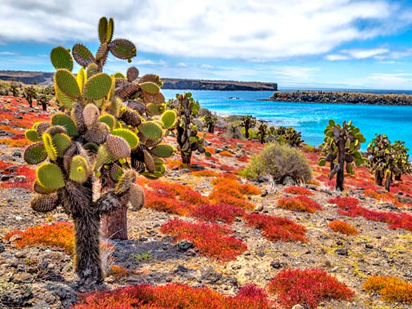 Escale Iles Galapagos (Ile Plaza Sud)
