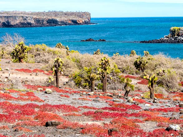 Escale Iles Galapagos (Ile Plaza Sud)