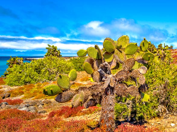 Escale Iles Galapagos (Ile Plaza Sud)