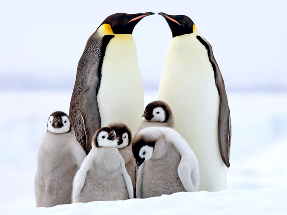 Escale Antarctique (Ile de l'Eléphant)
