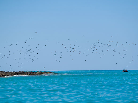 Escale Australie (Lacepede Islands)