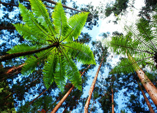 Escale Iles Vierges Britanniques (Norman Island)