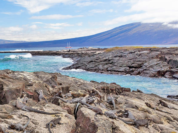 Escale Iles Galapagos (Punta Espinoza)