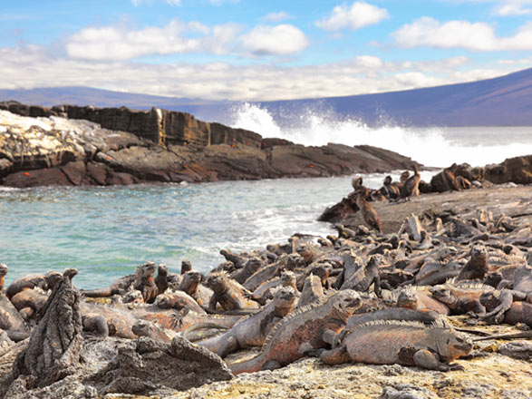 Escale Iles Galapagos (Punta Espinoza)
