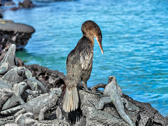 Escale Iles Galapagos (Punta Espinoza)