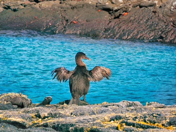 Escale Iles Galapagos (Punta Espinoza)