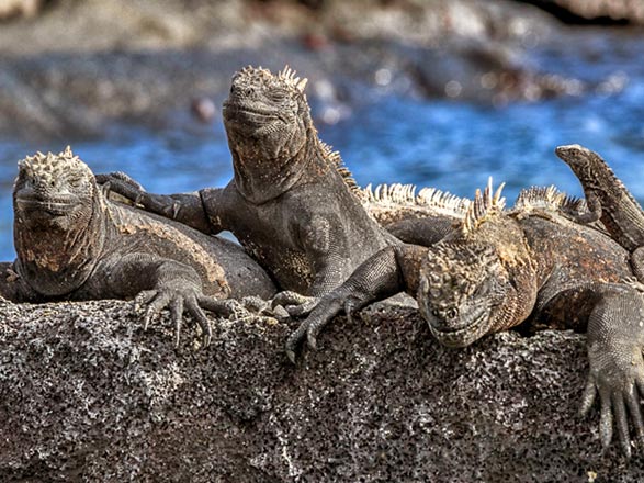 Escale Iles Galapagos (Punta Espinoza)