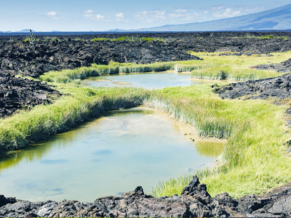 Escale Iles Galapagos (Punta Moreno)