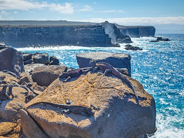 Escale Iles Galapagos (Punta Suarez)