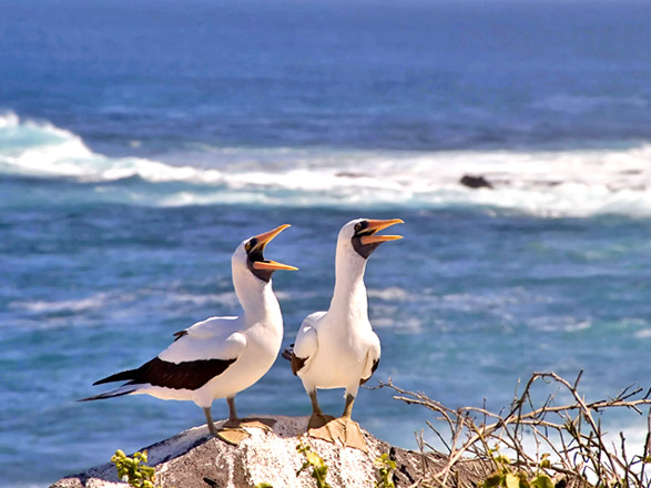 Escale Iles Galapagos (Punta Suarez)