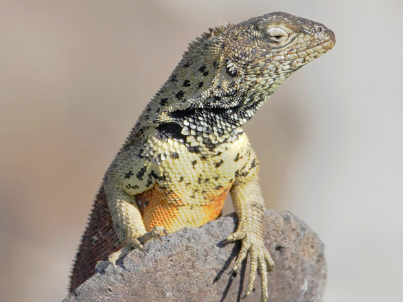 Escale Iles Galapagos (Punta Suarez)