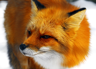 Escale Canada (Qikiqtarjuaq)