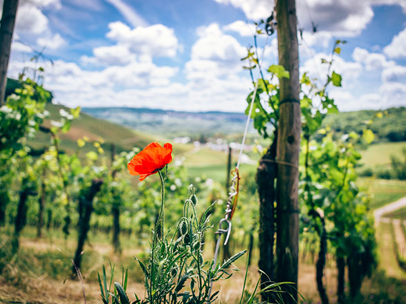 Escale REMICH - Luxembourg(1) - REMICH