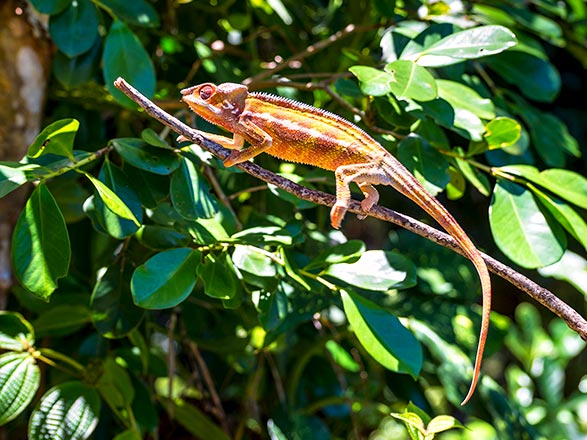 Escale Madagascar (Toamasina)