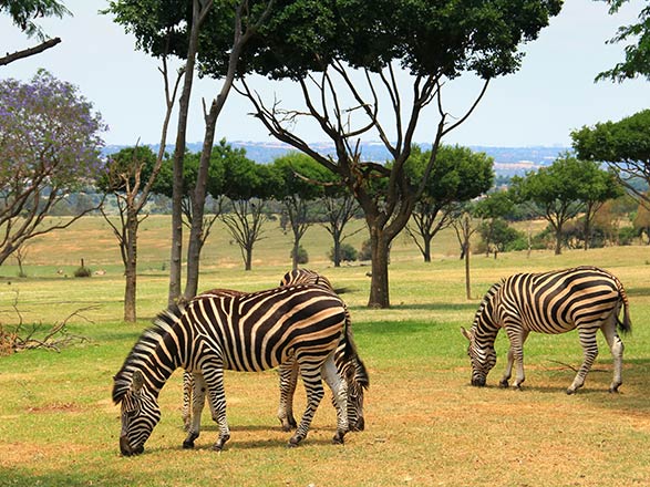 https://static.service-voyages.com/mobile/croisiere/images/fr/escales/escale,johannesburg-johannesburg_zoom,ZA,JNB,35106.jpg