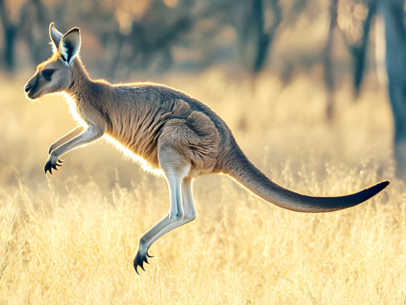 https://static.service-voyages.com/mobile/croisiere/images/fr/escales/escale,melbourne-melbourne_zoom,AU,MEL,534941.jpg