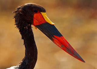 https://static.service-voyages.com/mobile/croisiere/images/fr/escales/escale,walvis bay-walvis bay_zoom,NA,WVB,13836.jpg
