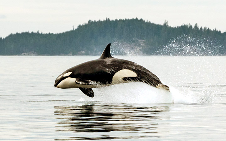 Escale Détroit de Johnstone